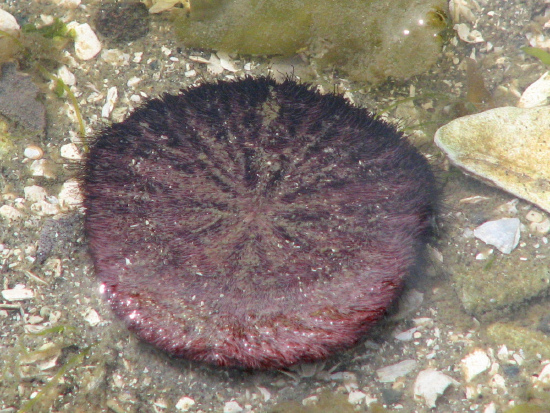  Dendraster excentricus (Eccentric Sand Dollar)